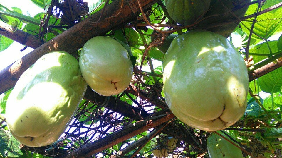 [-]Dưa[-]gang[-]Tây[-]rất[-]dễ[-]trồng